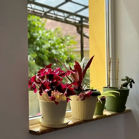 Apartamento Victoria Timisoara