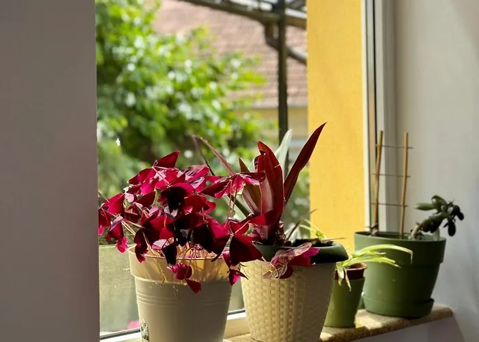 Lägenhet Victoria Timişoara